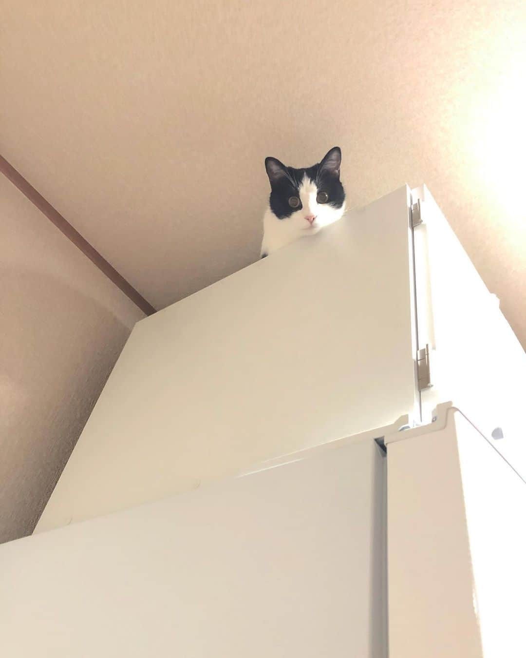 Soweluのインスタグラム：「やっとこ全てを見下ろせる場所を見つけたにゃーーー🐾  もう全くチビではない大きいチビさん  しかしまさかのそこに行くとはな 15cmくらいしかない狭いとこなのに よくジャンプしながら入れたなぁ😧 ・ ・ ・ #cat #catlife  #catlover  #chibi #family #猫のいる暮らし  #🐾」