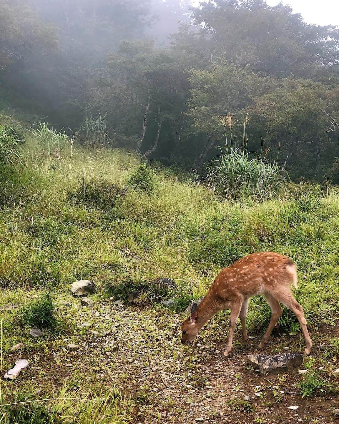 福田萌子さんのインスタグラム写真 - (福田萌子Instagram)「Morning trail ⛰🏃‍♀️Best way to start a day ✨ ひたすら登ってひたすら降る14kmのアクティビティを身体いっぱい楽しみました🦌🐝🕷🦎🐸♥️ 通称「バカ尾根」と呼ばれるほど急な斜面や階段が続く丹沢：塔の岳のハイキングコース‼️ロードバイクでもトレイルでも登りが大好きな私達の心をくすぐります✨ - 急な斜面に差しかかると、下から眺めて『オトコマエな坂だね〜』と坂バカを発揮してました😂 今日も沢山笑ってお腹が痛い。 きっと明日は違う意味で腹筋筋肉痛です😜 Thank you @kana_nagayama  - #trail #trailrunning #hiking #tonodake #mountainview #トレイルランニング #塔の岳 #丹沢 #坂バカ #坂バカ女子」8月21日 20時11分 - moekofukuda