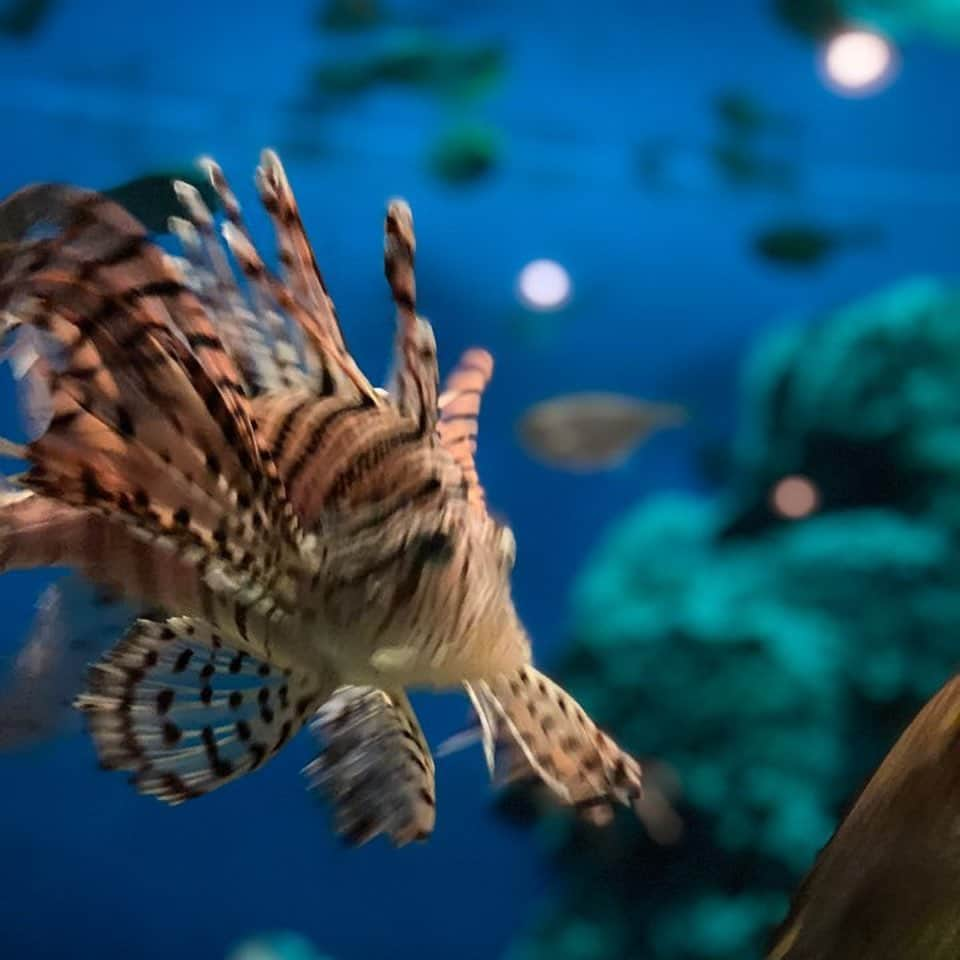 水元秀二郎さんのインスタグラム写真 - (水元秀二郎Instagram)「本日は夏休みも残りわずかということで、鹿児島水族館【イオワールド】へ お友達のSちゃんも連れてお祭り騒ぎ‼️ めっちゃ楽しそうに遊んでいる姿を見ると、パパ嬉しくなるの巻 #水元秀二郎#愛娘#鹿児島水族館#いおワールド#お友達#夏休み」8月21日 20時20分 - gangsta.hidejiro