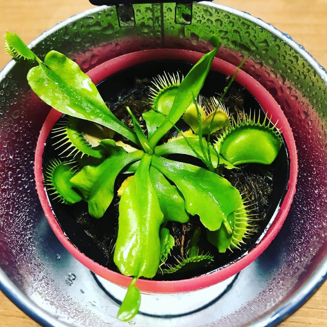福田葉子さんのインスタグラム写真 - (福田葉子Instagram)「閲覧注意⁉︎ 夫が園芸店で「買って〜」と猛烈におねだりしてきた、食虫花。 このギザギザの葉で虫をパクッと挟んで食べちゃうらしいのだが。うち…虫いないよ？マンションだし。食虫花もやり甲斐がないのではなかろうか。とりあえず生きろ。 #green #plants #食虫花　#植物　#植物のある暮らし」8月21日 20時27分 - yoyoyokoko