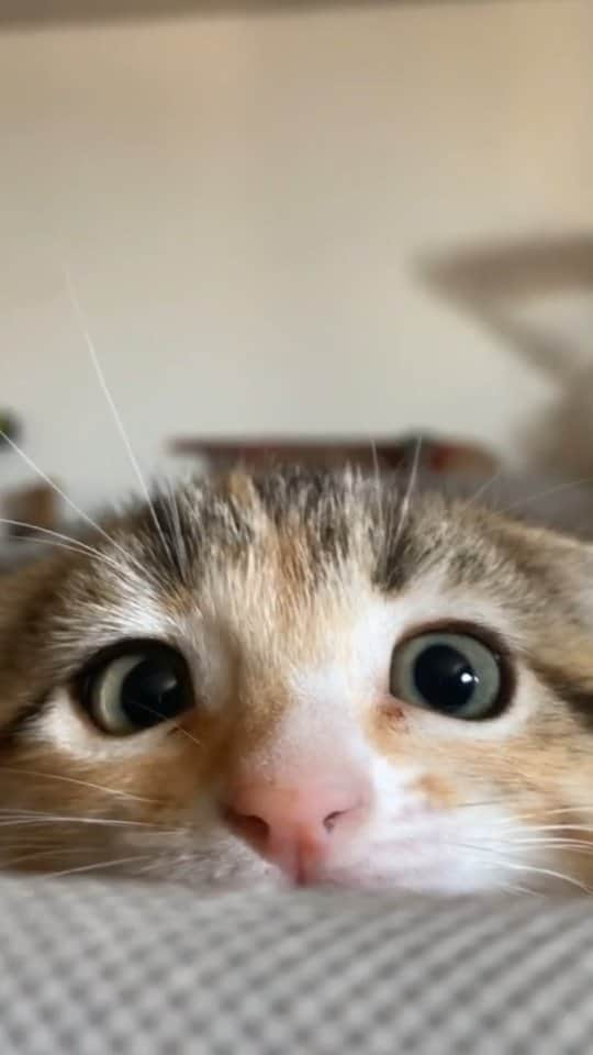 Pleasant Catsのインスタグラム：「She is a baby yoda cat 🥰  From stayawayfromdrugskids - on tiktok  • • • • #pleasantcats #cat #cats #kitten #kittens #kitty #gato #neko #meow #cute #fluffy #adorable #pet #pets #animal #animals #instacat #instapet #catsofinstagram #petsofinstagram #catstagram #petstagram #ilovemycat #weeklyfluff #catoftheday #catlover #adoptdontshop  #고양이 #ねこ  #猫」