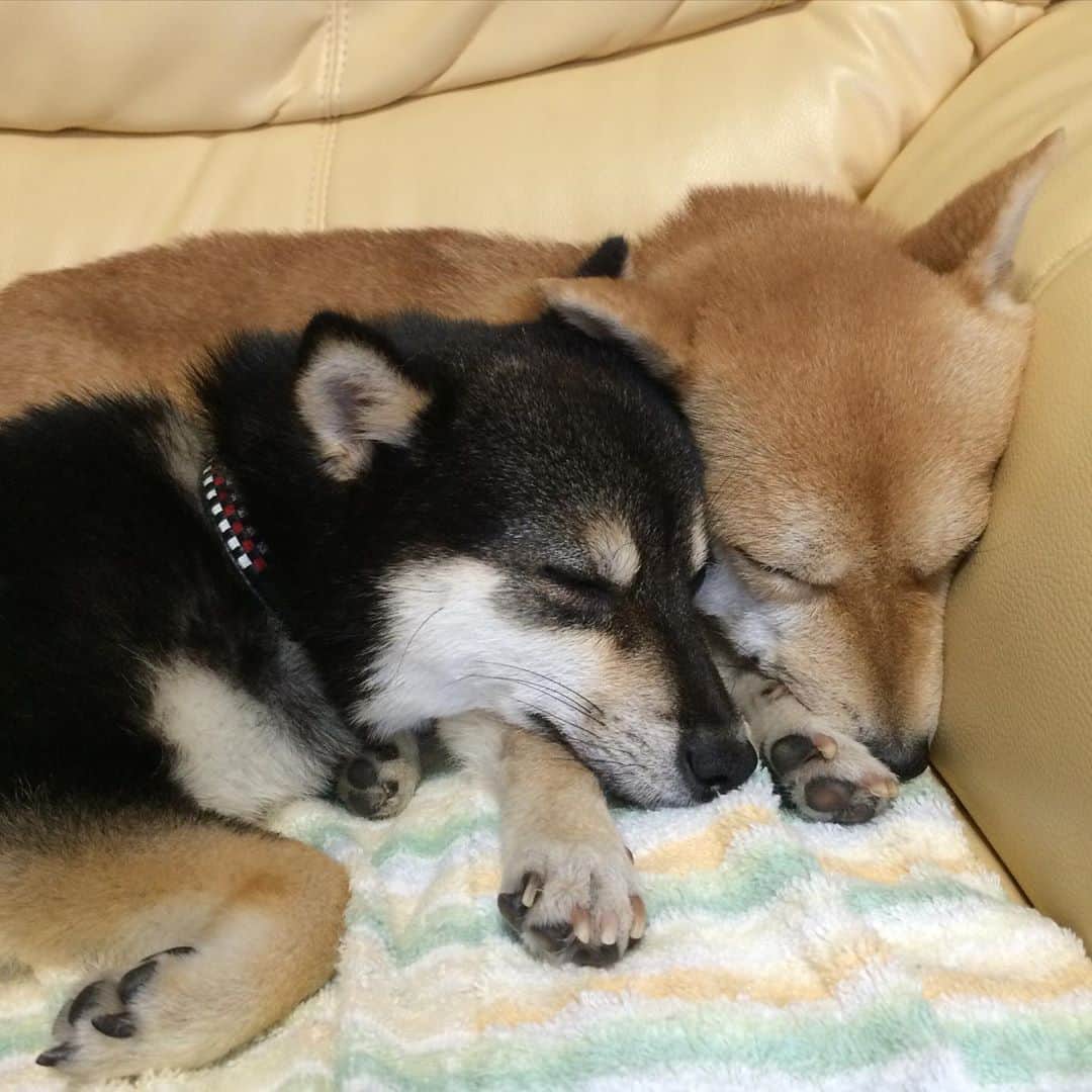 豆柴なつ&ふゆのインスタグラム