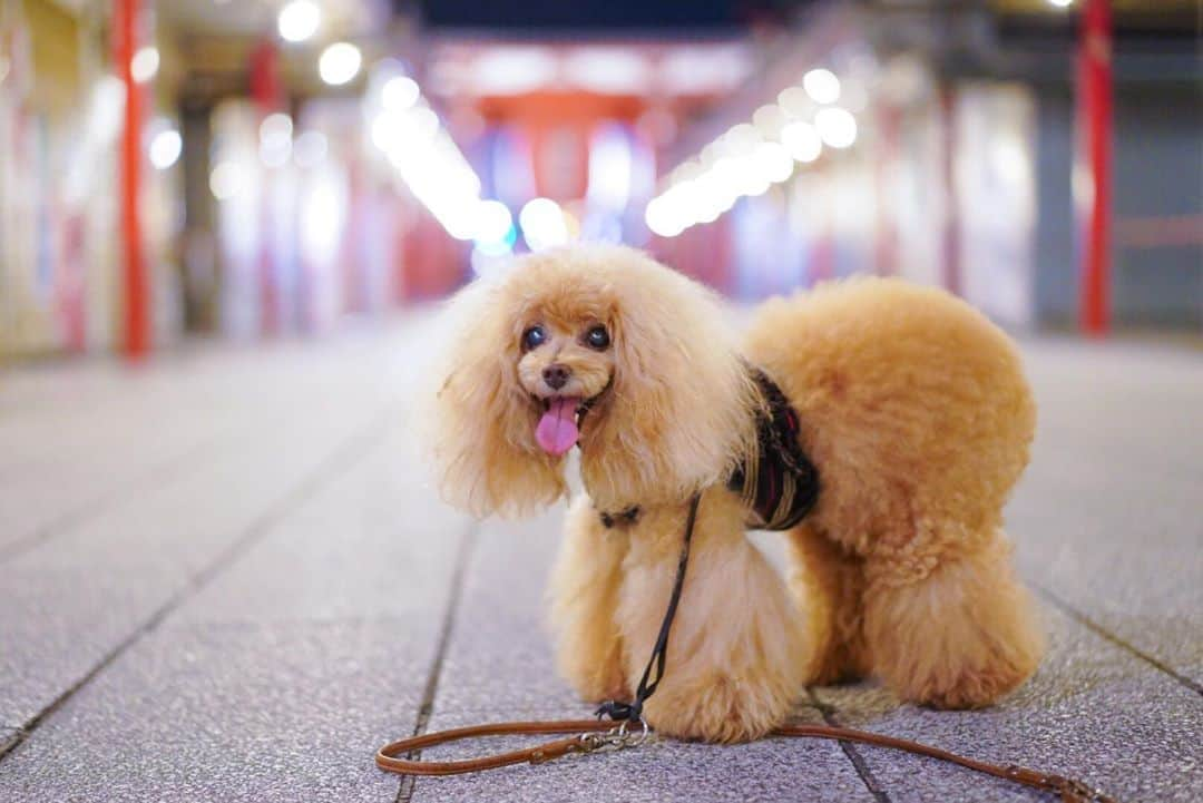 Toypoodle Mikuru?Asakusa Tokyoさんのインスタグラム写真 - (Toypoodle Mikuru?Asakusa TokyoInstagram)「20200821 Friday. Goodnight 👋🏻 . 良い週末をお過ごしください😊 . . . 今週は暑かった🥵 . #仲見世通り #雷門 #よるんぽ #zeiss55mm18 #ツァイス写真部」8月21日 21時00分 - purapura299