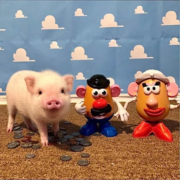 Priscilla and Poppletonさんのインスタグラム写真 - (Priscilla and PoppletonInstagram)「Happy Friday!!! Mommy left us special toys for recess today. She said we can watch Toy Story tonight when she gets home. We are so excited for movie night!🐷❤️🥔#Hamm #MrPotatoHead #MrsPotatoHead #Pansythepig #PrissyandPop」8月21日 21時27分 - prissy_pig