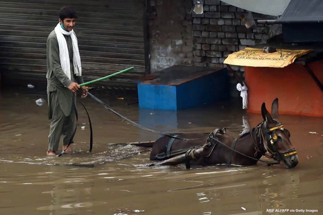 ABC Newsさんのインスタグラム写真 - (ABC NewsInstagram)「Labourer guides a donkey cart through a flooded street after heavy monsoon rains in Lahore, Pakistan. #flood #pakistan #donkey」8月21日 21時34分 - abcnews