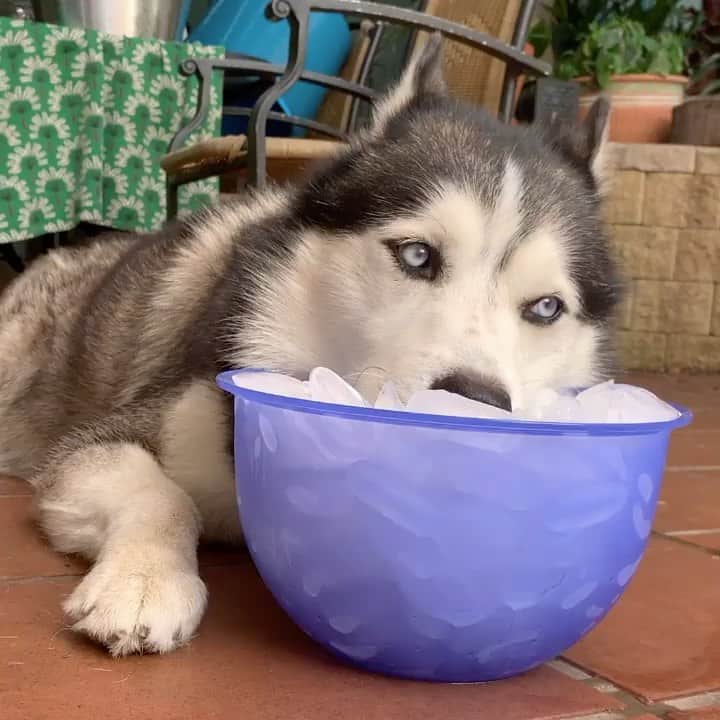 husky and malamuteのインスタグラム：「😆😆🥰🥰🥰  From @huskyfuntimes」