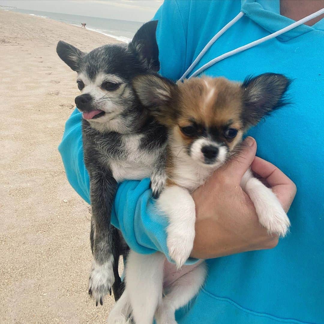 トリー・ウィルソンのインスタグラム：「. #Chihuahua morning beach stroll...and carry home.✌🏽 .」