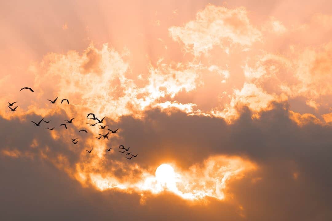 大越光貴のインスタグラム：「どん曇りの中の一瞬。﻿ ﻿ 人を撮るときは時間をかけても最初の1ショットがベストだったりする。﻿ ﻿ 自然は待った分だけご褒美をくれる💪🔥﻿ ﻿ #SUNSET #SUMMER #birds #contrast #sunshine #tokyo #landscape #naturelover #photographer #nikond850 #夕陽 #夕焼け #日光 #新緑 #夏休み #由比ヶ浜 #鵠沼海岸 #東京カメラ部 #撮影 #フォトグラファー #写真家 #風景写真 #陰影 #コントラスト #鳥の群れが凄い」