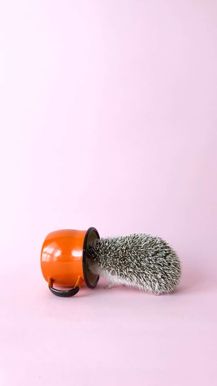 ダーシーのインスタグラム：「Koala’s Tea Party🦔🎡✨」