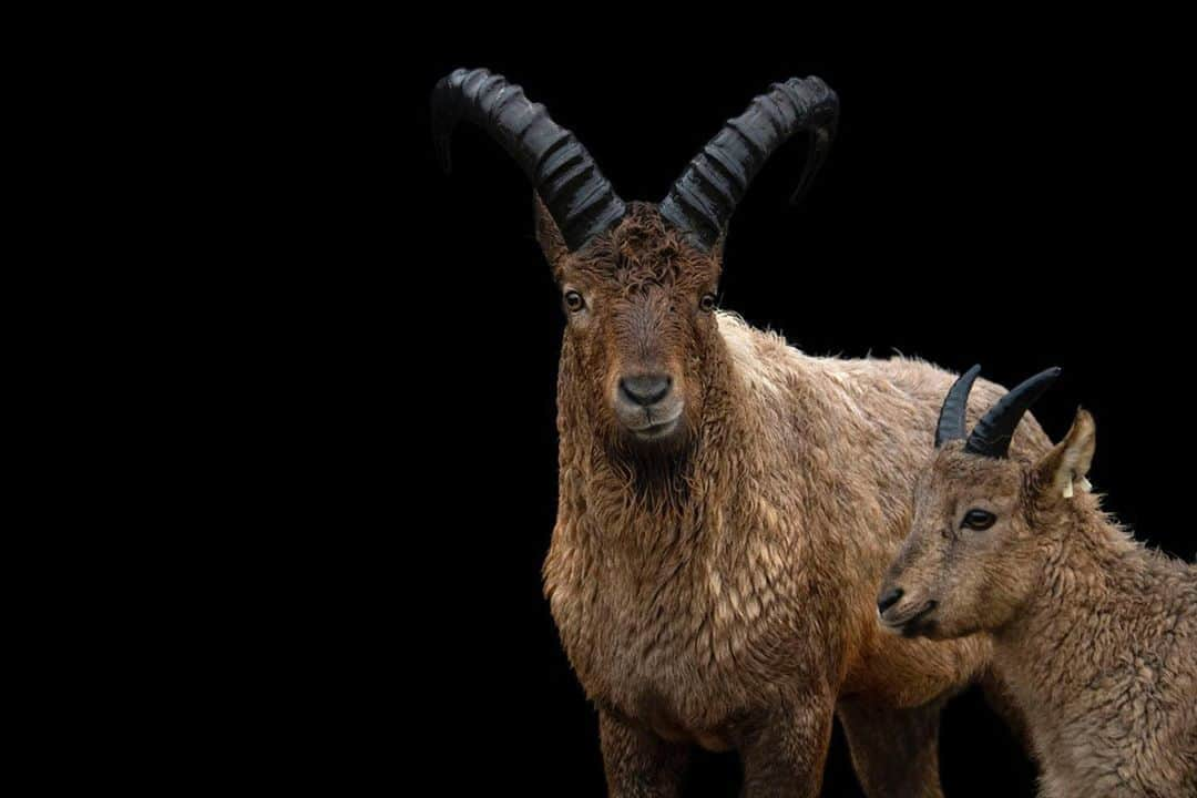 Joel Sartoreさんのインスタグラム写真 - (Joel SartoreInstagram)「Happy #WorldGoatDay from this pair of West Caucasian turs @thetorontozoo! In the wild, this species inhabits the western part of the Caucasus Mountains in Georgia and Russia. Living in rugged mountain country, these herbivores often occupy meadows just below the snowline where they can feed on various grasses and herbs. For most of the year males and females live in single-sex herds, only uniting during mating season. #turs #caucasian #georgia #russia #caucasusmountains #goat #PhotoArk #savetogether」8月21日 22時30分 - joelsartore