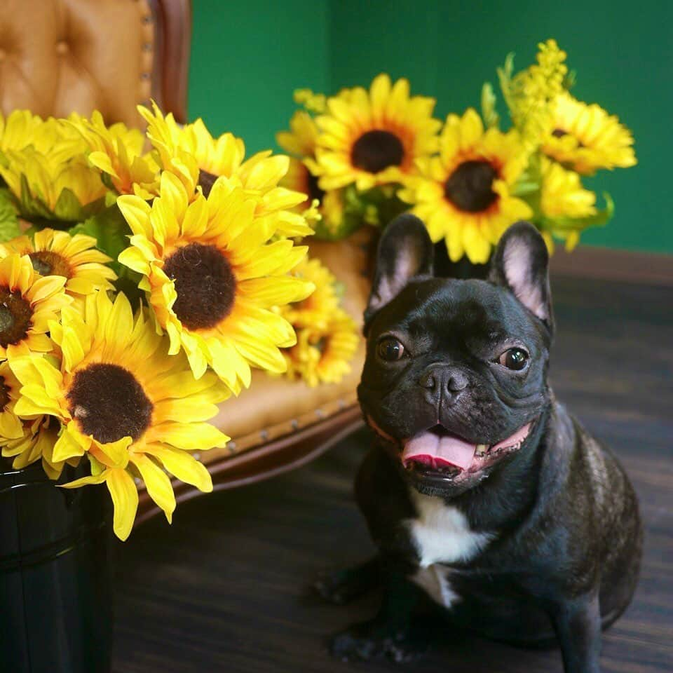 doghug (ドッグハグ) 豊洲本店のインスタグラム