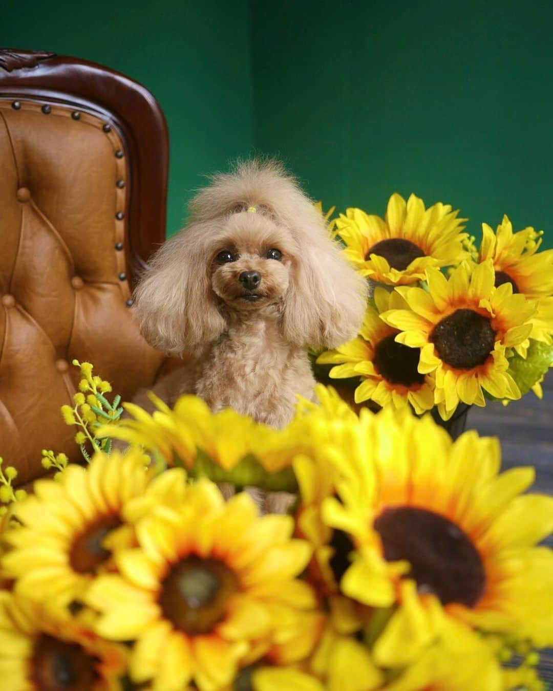 doghug (ドッグハグ) 豊洲本店のインスタグラム