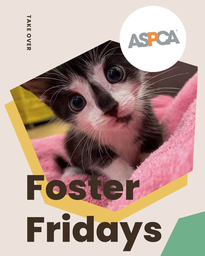 Cats of Instagramさんのインスタグラム写真 - (Cats of InstagramInstagram)「Today is #FosterFridays with @aspca! Climb on over to our stories to hear what they’re up to right now. ⁣ •••⁣ Every Friday, one of our favorite organizations takes over our Instagram stories! Please visit + follow their social to learn more.」8月22日 8時25分 - cats_of_instagram