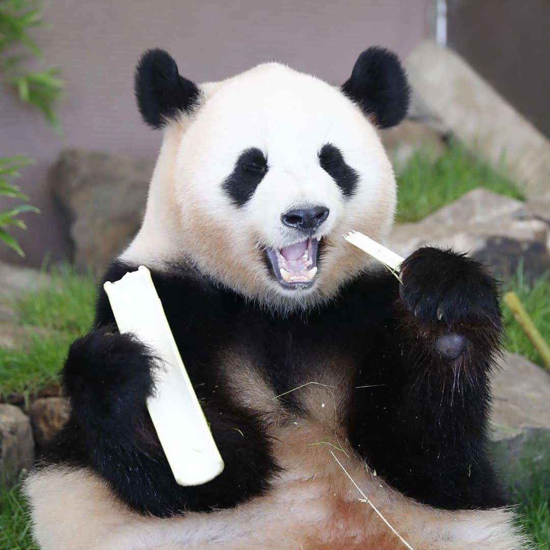 パンダ（白浜）さんのインスタグラム写真 - (パンダ（白浜）Instagram)「#桜浜 🌸→→→ #桃浜 🍑 #photography  #adventureworld  🐼😊🐼  #ADVENTUREWORLDPANDAS #baby #HELLOLITTLE #pandamental #hellopanda #ハローリトル #ハローパンダ #パンダグラビア #パンダ　and #panda #pandababy 🐼🐼🐼」8月22日 8時55分 - hellopanda_book