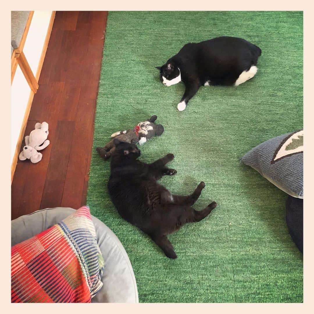 パンといっぴきのインスタグラム：「#元保護猫 #白黒猫 #ハチワレ #blackandwhitecat #tuxedocat #元野良猫 #黒猫 #blackcat」