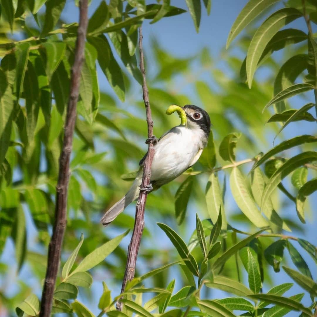 アメリカ内務省さんのインスタグラム写真 - (アメリカ内務省Instagram)「Sneaking in snack time between tweets -- always a good idea. Black-capped #vireo songs have a large syllable repertoire, much larger than other vireos, letting them really earn the songbird distinction. As America’s tiniest vireo, they’ve made a big comeback. When the black-capped vireo was listed as an endangered species back in 1987, only 350 were known to exist in the wild. Now there are an estimated 14,000 of them, thanks to the dedicated conservation efforts of U.S. Fish and Wildlife Service, tons of partners and private landowners. Under the Trump Administration, this species was delisted from the Endangered Species Act due to recovery. Now birders can look for these melodious #songbirds at Balcones Canyonlands #NationalWildlifeRefuge in #Texas or #WichitaMountains National Wildlife Refuge in #Oklahoma. Photo by Melissa Cheatwood, U.S. Fish and Wildlife Service. #WildlifeWin #UsInterior」8月22日 0時32分 - usinterior