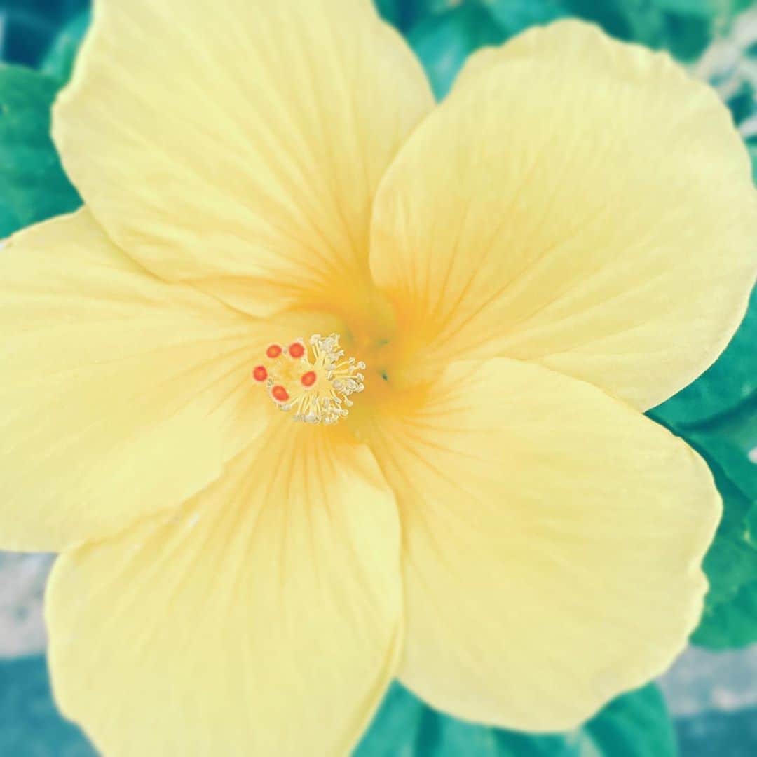 中野敬久さんのインスタグラム写真 - (中野敬久Instagram)「#flower #flowersoflife #yrllow #hope」8月22日 0時57分 - hirohisanakano