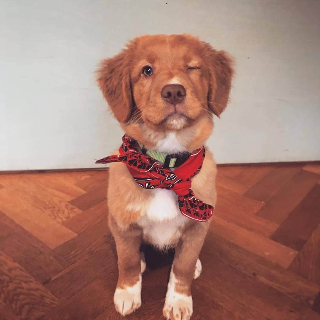 8crapさんのインスタグラム写真 - (8crapInstagram)「| Tell us what you love about your dog 💛| and get featured on International Dog Day! - 🐶 @bowie_the_toller // Whenever I call him a good boi, he winks at me. Still don’t know why… // - #️⃣ Hashtag #BarkedDogDay on your dog’s photo/video with reasons/stories of what you love about your dog, we will share our favorites on International Dog Day (Aug 26)! - #barked #InternationalDogDay #DogDay #DogDay2020 #dog #doggo #puppy #pupper #NovaScotiaDuckTollingRetriever #Toller #NSDTR #TollerPuppy」8月22日 1時30分 - barked