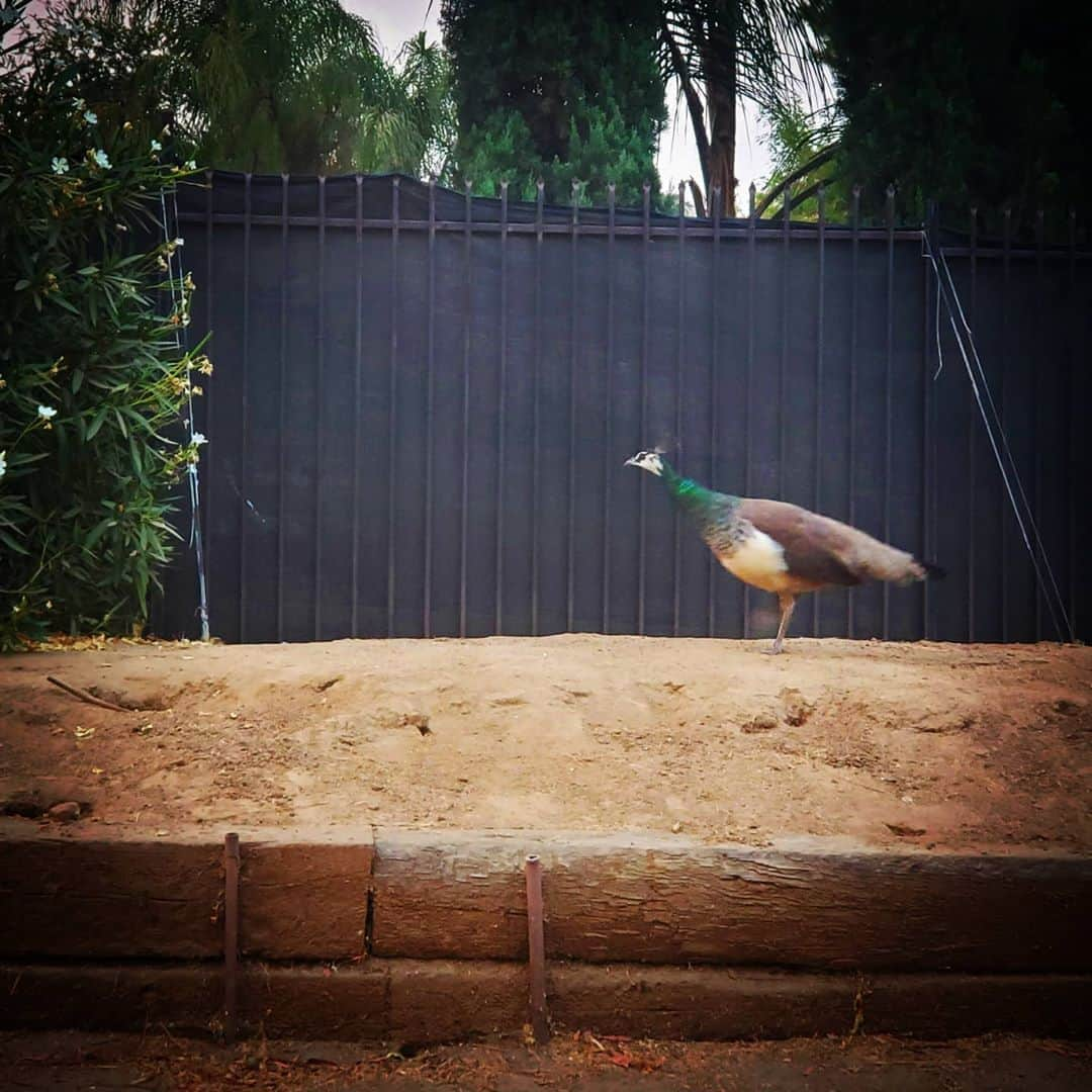 ガソリングラマーさんのインスタグラム写真 - (ガソリングラマーInstagram)「PEACOCK LADY on the run Happy peacock morning 🦚🦚🦚#PEACOCKS #peacock #peacocksrule #peacockempire #ilovepeacocks #peacocktime #peacockmagic #shadowhills #THANKYOU #peafowls #peacockdaddy #peacocksquad 🦚🦚🦚🦚🦚🦚🦚🦚🦚🦚🦚🦚🦚🦚🦚🦚🦚」8月22日 1時40分 - gasolineglamour