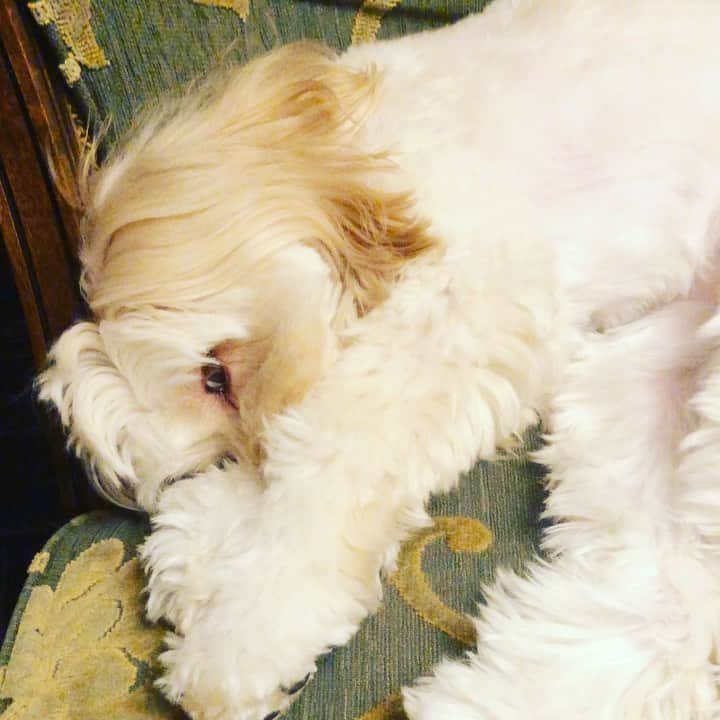 北山陽一のインスタグラム：「どうしたいのだ。#きたやまおもち」