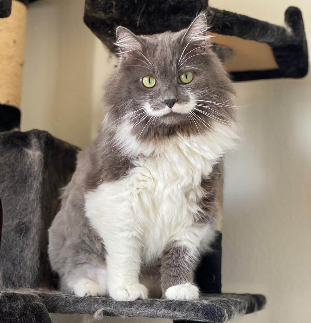 のインスタグラム：「Hey everyone! Hope you’re all staying safe and sane these days. Things have been crazy over here...a dog even recently moved in 🙄 Anyway, here’s a pic of my crazy fluff before my haircut. After pic coming soon! #mustachecat」