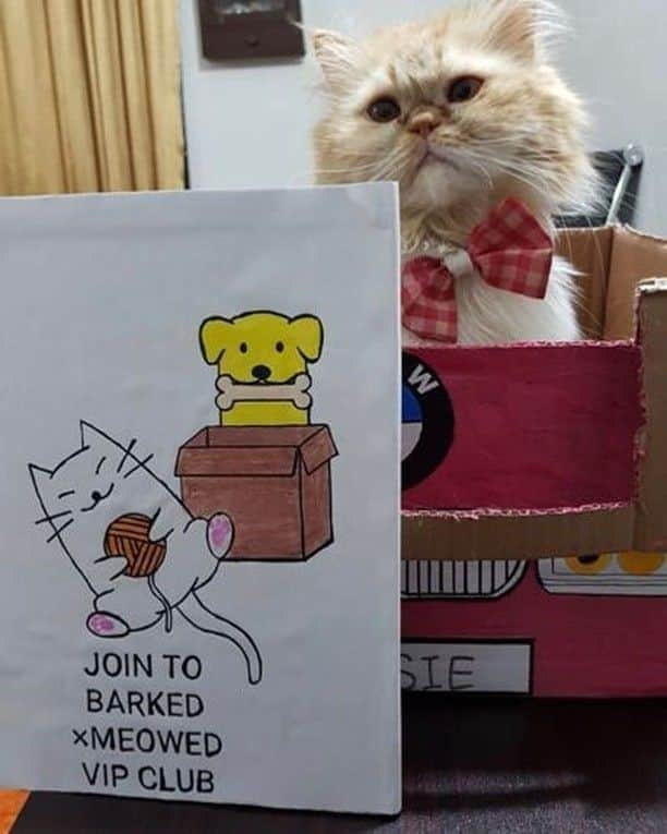 のインスタグラム：「Join the “Barked X Meowed VIP Club” for monthly rewards! 🐾 Refer your friends to join for a chance to win an extra $100 Amazon Gift Card!⠀⠀⠀ ⠀⠀⠀ 🎁 Tap the link in bio and join the “Barked X Meowed VIP Club” now!⠀⠀⠀ ⠀⠀⠀ 📷@bugsiethecat⠀⠀ ⠀⠀⠀ #meowed #barkedmeowedvip #bugsiethecat #Rewards #Gift #members #VIP」