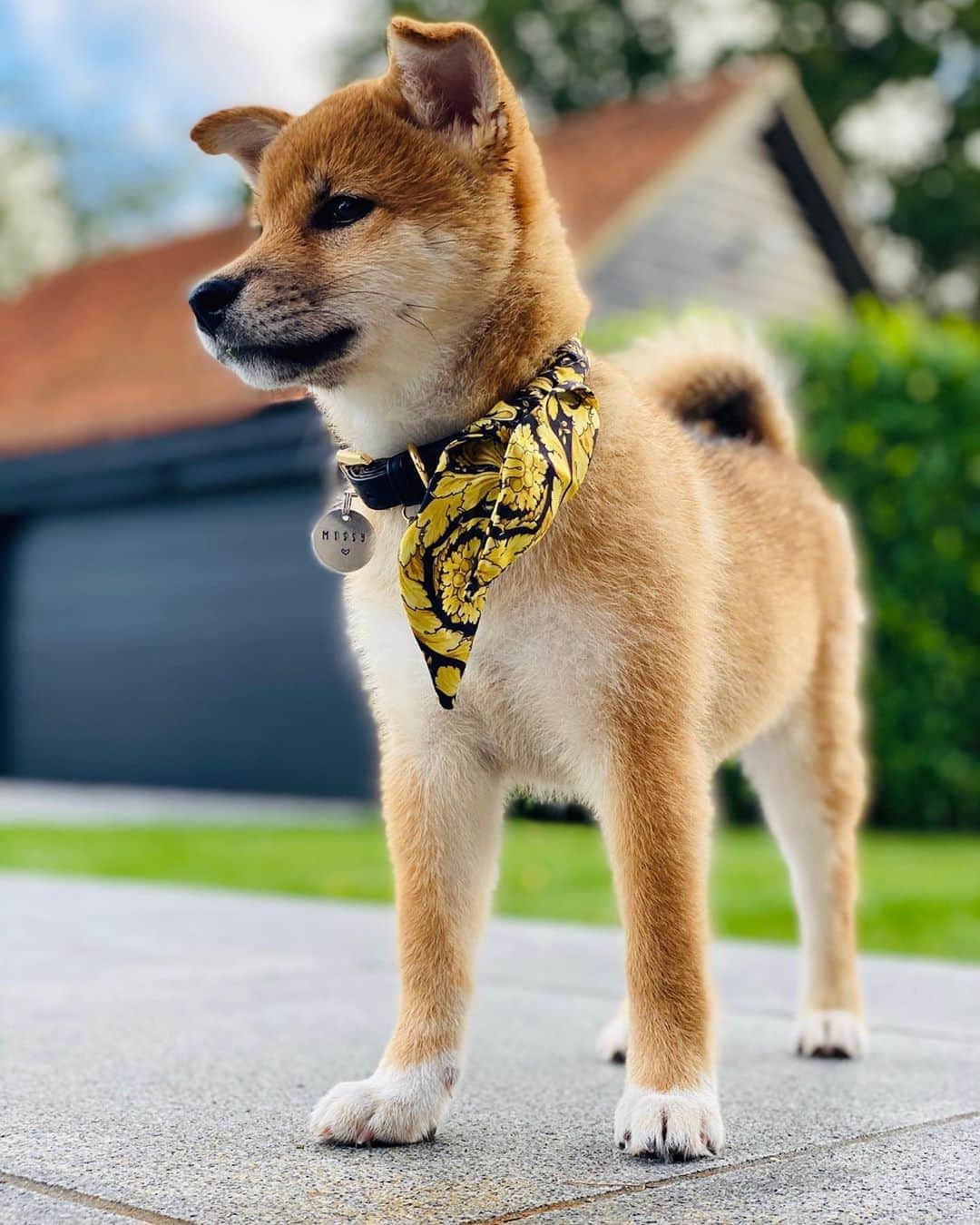 オリー・マーズのインスタグラム：「How gorgeous is she 🥰 love her!」