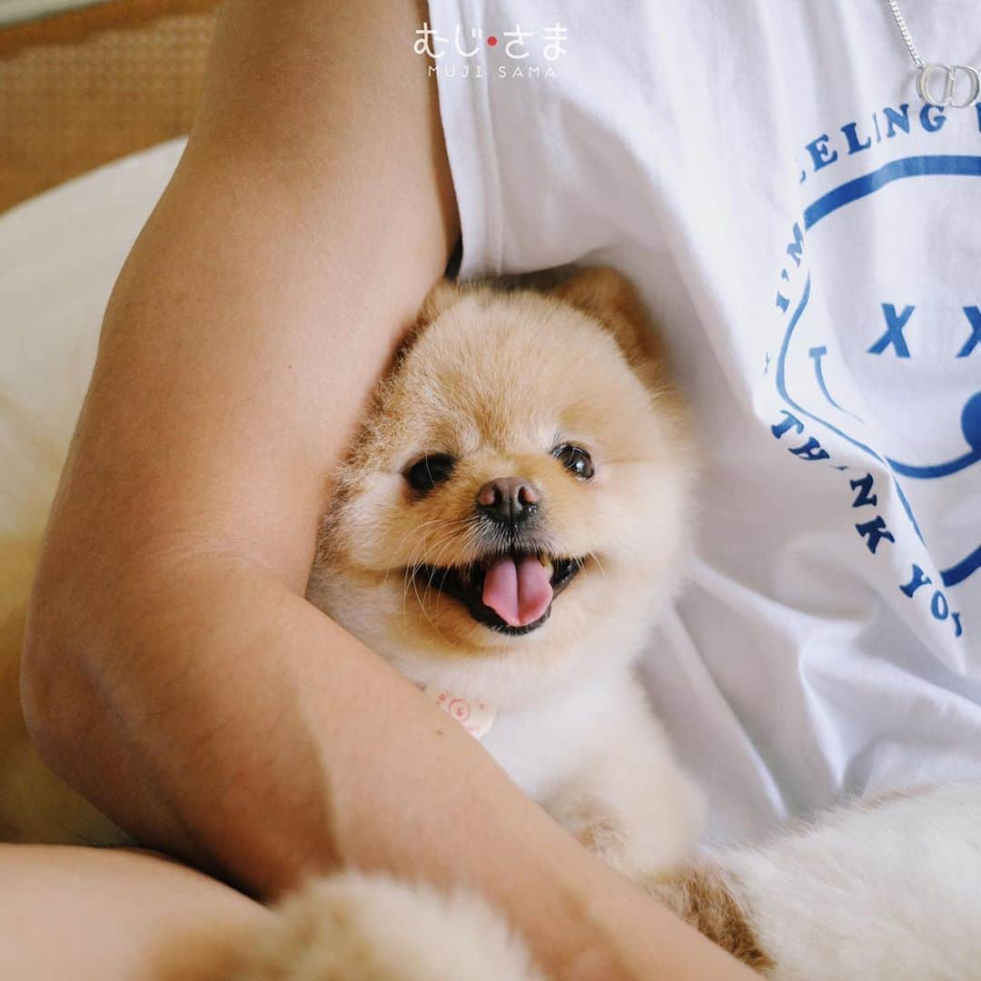 むじさまさんのインスタグラム写真 - (むじさまInstagram)「😛 #dog #dogsofinstagram #doglife #doglovers #dogs #dogstagram #pomeranian #pomeraniansofinstagram」8月22日 2時30分 - mujisama