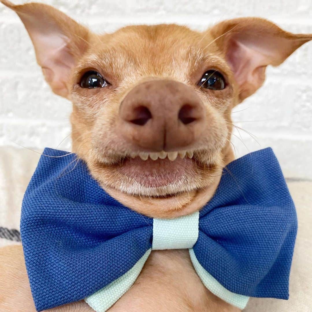Tuna {breed:chiweenie} さんのインスタグラム写真 - (Tuna {breed:chiweenie} Instagram)「Next Friday is National Bow Tie day, so someone (👆) was gifted a new one so that he can get a jump start on his bow tie and #shrivelneck spill over game. #heisprepared」8月22日 2時55分 - tunameltsmyheart
