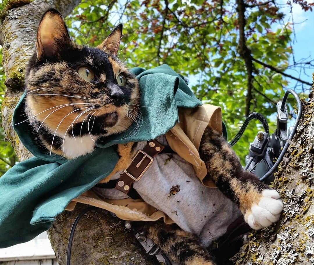 猫コスプレさんのインスタグラム写真 - (猫コスプレInstagram)「You ever spend your morning contemplating the destructive capacity of a cat equipped with 3d maneuver gear? Just me?  #AttackOnTitan #AOT  . . . . . . . #shingekinokyojin #shingekinokyojincosplay #snk #aotfanart #aotcosplay #surveycorps #attackontitancosplay #erenjaeger #leviackerman #anime #animecosplay #catcosplay #cosplay #cosplayer #cat #catcostume #catsinclothes #petclothes #PetCostume」8月22日 3時04分 - cat_cosplay