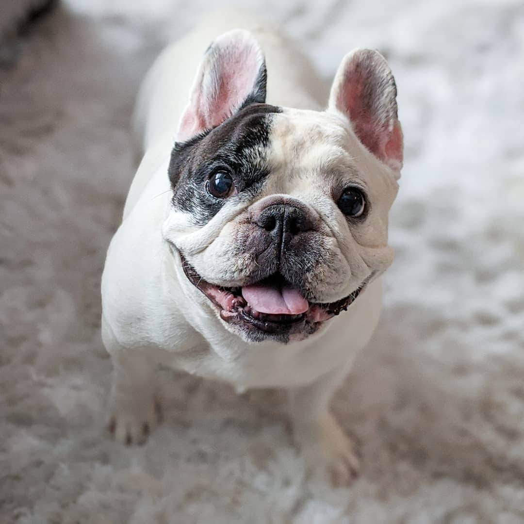 Manny The Frenchieさんのインスタグラム写真 - (Manny The FrenchieInstagram)「Weekend is here! Who's excited?! 😛」8月22日 4時53分 - manny_the_frenchie