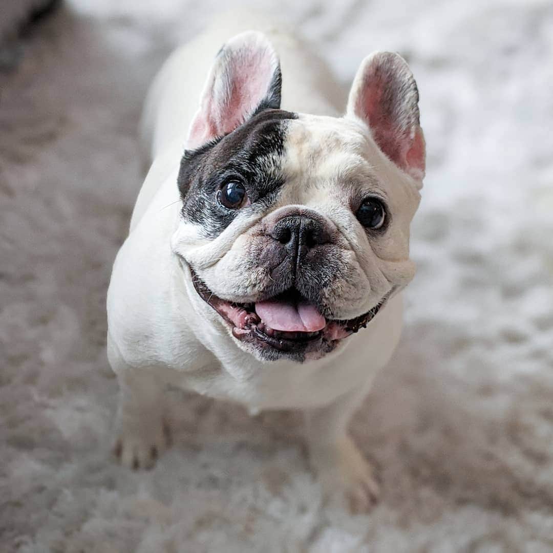 Manny The Frenchieのインスタグラム：「Weekend is here! Who's excited?! 😛」