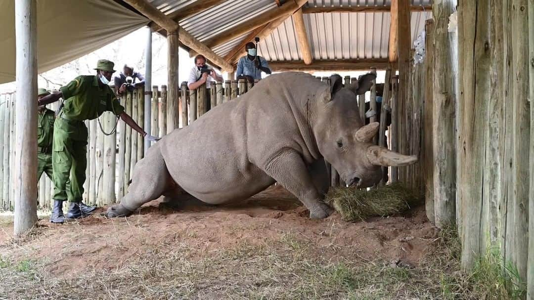 ナショナルジオグラフィックのインスタグラム