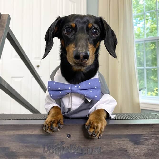 Crusoe the Celebrity Dachshundのインスタグラム：「“As the CEO of @doggoramps, stay tuned for something new and highly requested coming out tomorrow!!” ~ Crusoe」