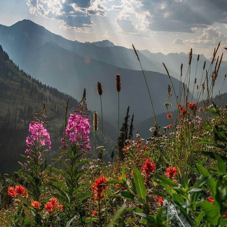 Ricoh Imagingさんのインスタグラム写真 - (Ricoh ImagingInstagram)「Posted @withregram • @frankleeruggles Glacier National Park  @grandtetonnps @nationalparkgeek  @nationalparkservice   @nationalparktrust  #NPGeekAmbassador #optoutside #protectglacier  #exploreglacier  #exploremontana #leavenotrace #nationalparkgeek  #montana #montanagram #glaciernationalpark #landscapephotography #instaphoto  #istagood  #picoftheday #instapic #photooftheday  #wildflowers @usinterior#nationalparkgeek  #outdoorphotomag  #montana  #earth_shotz  #national_park_phototography #pentax645z #pentax645ambassador @ricohpentax @ricohusa  #mediumformat #79yearsproject #chasingthelight」8月22日 5時56分 - ricohpentax