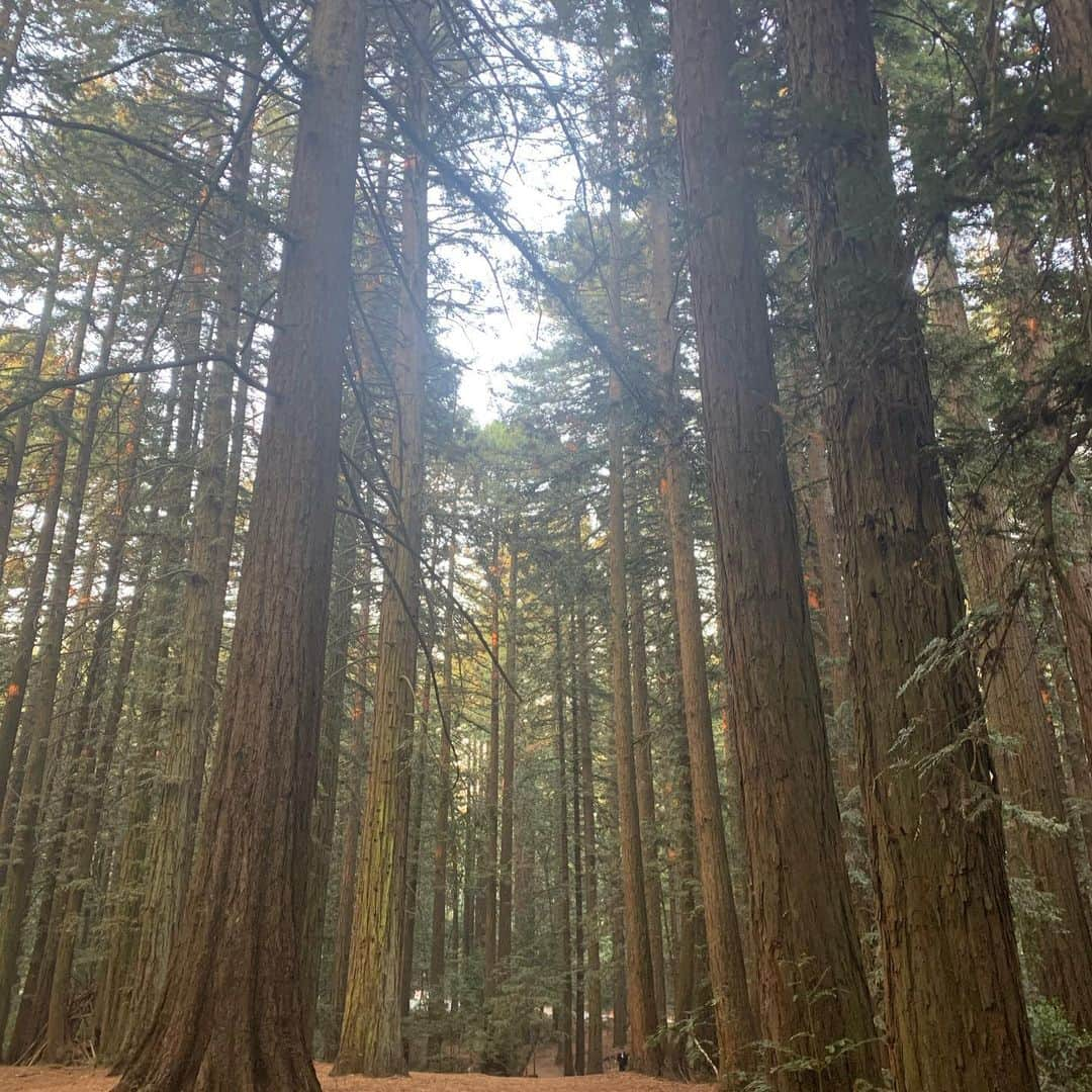 クレイ・トンプソンさんのインスタグラム写真 - (クレイ・トンプソンInstagram)「The beauty of the east bay 🚵‍♀️ ☀️ 🌲 🌌 @santacruzbicycles #hecklerszn」8月22日 6時29分 - klaythompson