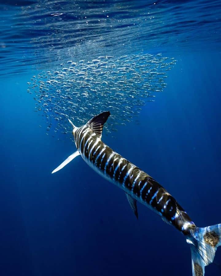 のインスタグラム：「Blue streak on the bait ball. 📷: @jayclue #SeeWhatsOutThere #BornOnTheWater」