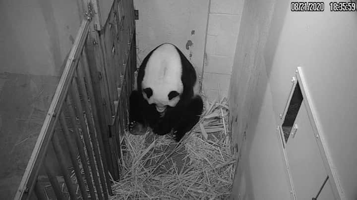 スミソニアン国立動物園さんのインスタグラム写真 - (スミソニアン国立動物園Instagram)「🐼 Joyous news: a precious giant panda cub has arrived! Mei Xiang gave birth at 6:35 p.m. and is caring for her newborn attentively. Keepers are watching Mei Xiang’s behavior and hope to see her nurse the cub and cradle it close to keep him/her warm. They’re also listening for loud squeals, which are signs of a healthy cub. Watch along with us via the Panda Cam! 👀🎥 TUNE IN: https://s.si.edu/2xiVLKp. #PandaStory」8月22日 7時50分 - smithsonianzoo