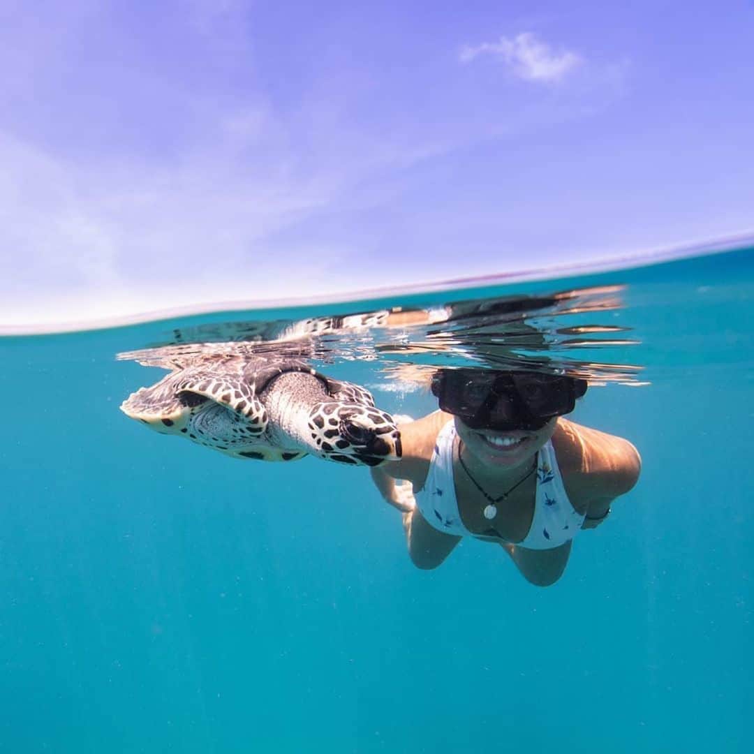 タイ国政府観光庁さんのインスタグラム写真 - (タイ国政府観光庁Instagram)「・﻿ ／﻿ 皆さま☀️﻿ サワッディー・カー🙏﻿ ＼﻿ ﻿ 今日の #thailovers は... @aquatic_images さん😘﻿ ﻿ タイ南東にある「タオ島」で、ウミガメとパチリ📸✨﻿ ﻿ 南北に7km、東西に3kmと小さなタオ島は、世界中のダイバーから大人気のスポット🤿💕﻿ 美しい海には様々な生き物が暮らしていて、ウミガメと泳げるチャンスも🐢✨﻿ ﻿ 島でも特に賑わいをみせる「サイリー・ビーチ」でのサンセットも名物ですよ☀️﻿ ﻿ 📷 @aquatic_images﻿ 📍 タオ島﻿ ﻿ ・・・・・・・﻿ ［タイ好き（THAI LOVERS）な皆さんの写真を大募集🇹🇭💕］﻿ ﻿ ハッシュタグ #thailovers をつけて、タイで撮影した写真を投稿すると、こちらでご紹介させて頂くことがあります🐥﻿ ﻿ 皆様からの投稿をお待ちしています‼️﻿ ﻿ #repost #タイ #タオ島 #ウミガメ  #ダイビング #ダイビング好きな人と繋がりたい #ダイビング女子 #南の島  #こんなタイ知らなかった #もっと知りタイ #タイ旅行 #旅好きな人と繋がりたい #旅行好きな人と繋がりたい #海外旅行 #女子旅 #タビジョ #thailand #kotao #divingtrip #amazingthailand #thailandtravel #thailandtrip #thai #thaistagram #lovethailand #genic_thailand #girlstrip #tabijyomap_thailand」8月22日 18時04分 - amazingthailandjp