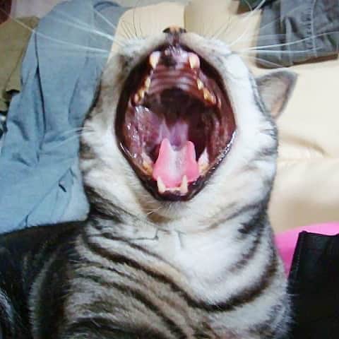 nemuru_catさんのインスタグラム写真 - (nemuru_catInstagram)「#ルパン  口デカすぎ😸 * #ねこ部#cat#cats#neko#猫#catsofinstagram#bestmeow#catlover#ふわもこ部#アメリカンショートヘア#americanshorthair」8月22日 9時53分 - nemuru_cat