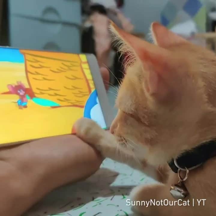 のインスタグラム：「I saw a devil!!!⠀ ⠀ 📹 SunnyNotOurCat  YT⠀ ⠀ #meowedofficial #themeowedclub」