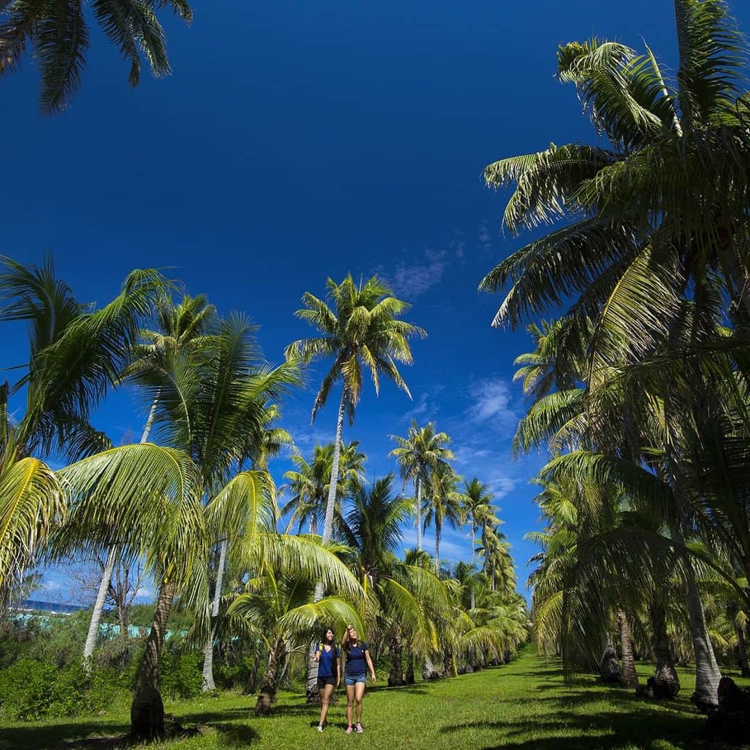 マリアナ政府観光局さんのインスタグラム写真 - (マリアナ政府観光局Instagram)「青い空、眩しい太陽、青空に伸びる椰子の木。ロタの「千本ヤシ」は南国に来た！と実感すること間違いなしのスポットです🌴🌴⁠ .⁠ 葉っぱから樹液まで余すことなく使えるヤシは、太平洋の島々の生活になくてはならない生命の木。どこに行っても見かける、南国を象徴する木といっても過言ではありません。それだけにヤシの木は島のいたるところに自生していてるもの。⁠ 何列にもわたり整然と並んだ景色は、人の手で植樹された「千本ヤシ」だからこそ見ることのできる風景でもあります☺🙌⁠ .⁠ 終戦後に植樹された時は1000本あったヤシは台風などで残念ながら本数を減らしていますが、それでも100本近くが残っていて見応えも抜群！⁠ ビーチがすぐ近くにあるので海水浴がてらに訪れるのがオススメです😉⁠ .⁠ ©Junji Takasago/MVA⁠ 📷 @junjitakasago⁠ .⁠ 🌏 #千本ヤシ / #ロタ⁠ .⁠ .⁠ 🏝🌈🏝🌈🏝🌈🏝🌈🏝🌈🏝🌈🏝⁠ .⁠ マリアナ政府観光局×かえるのピクルス コラボ記念❗⁠ .⁠ サイパン旅行で使える旅行券が当たる「ピクルスとマリアナ行きたい2020」キャンペーン開催中！⁠ マリアナピクルスpicはもちろん、マリアナの旅の思い出picでも応募できます🙌✨⁠ .⁠ .⁠ 🍹 応募方法 🍹⁠ 1. マリアナピクルスpic、またはサイパン・テニアン・ロタの思い出picを用意する📷⁠ .⁠ 2. 次の３つのハッシュタグすべてを付けて投稿⁠ .⁠ #ピクルスとマリアナ行きたい2020 ⁠ #日常にかえるまで ⁠ #ピクルスとステイセーフ ⁠ .⁠ 🌺 締め切り 🌺⁠ 2020年10月31日(土)⁠ .⁠ 🏝🌈🏝🌈🏝🌈🏝🌈🏝🌈🏝🌈🏝⁠ .⁠ .⁠ #ヤシの木 #ロタ島 #次行きたい旅スポット #南国 #海外旅行 #サイパン #テニアン #マリアナ #南の島 #ヤシの木いっぱい #島旅 #南国暮らし #自然の美しさ #おうちで旅体験 ⁠ #senbonyashi #palms #rotaisland #palmtrees #saipan #tinian #northernmarianaislands #traveltheworld #paradise🌴 #tropicalspot」8月22日 10時01分 - mymarianas_mva