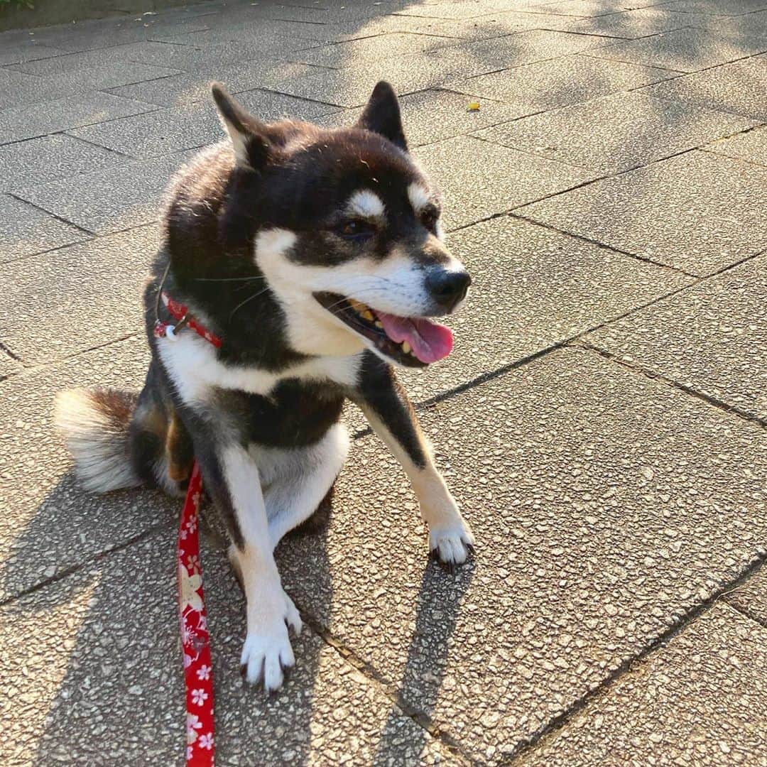 vo_coのインスタグラム：「☀️ 朝から暑いわんね… でも鳴いてるセミの声にツクツクホーシが混じり始めたから、夏の終わりも見えてきたかな * #shibastagram #instashiba #shiba #shibainu #黒柴 #柴犬」