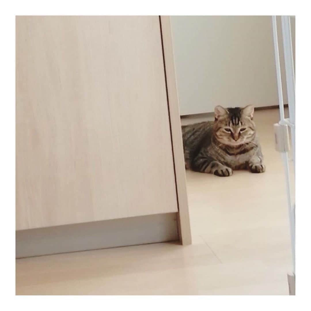こむぎのインスタグラム：「* 岐阜多頭崩壊現場の猫たちのこと トライアル中だったさいちゃん✨ 本日正式譲渡になりました〜🙏🏻✨✨ まだ完全に慣れるまでは時間がかかるけど、オモチャで遊んだりおやつをあげながら少しずつさいちゃんのペースで距離が縮まっていっています☺️ 優しいご夫婦で色々工夫しながらさいちゃんの様子を見守ってくださっているのでとっても安心しております🤗✨ さいちゃんは現場でもかなりの甘えっ子でしたが、その特徴的なお顔立ち(マニア向け？😂)とおしっこをトイレの外でしちゃうこともあり、ご縁が繋がるのはもっと最後の方かなぁと思っていましたが、こんな良いご縁がやってくるなんて…😭😭 少し遠方の里親さんだったのでトライアル出発前に我が家の個室で様子見もしましたが、それからずっと一度もおしっこの失敗もなく😳✨ やっぱりお掃除してだいぶマシになったとはいえ、あの汚い現場は猫たちにとってストレスなのかな…😢 ・ 里親さんに新しいお名前も付けてもらえました！！ "すりみちゃん"になります〜🎊 可愛いお名前付けて貰えたねぇ☺️ インスタも始めてくださったので、良ければ今後のすりみちゃんもご覧くださいー🙏🏻✨ @surimi_0806  ・ 崩壊現場のレスキューに入ったのが昨年の10月から。 元々インスタを見てくださっている方や知人など、少しずつ里親希望さんに繋いできましたが、4月のこももちゃん、くるみちゃん以降中々ご縁がなく、実は里親募集サイトに少しずつ崩壊現場の猫たちのことを載せておりました☺️ くじらくん、しおくん、すりみちゃん、みんな"ペットのおうち"から投稿を見て私のインスタを覗いてくださり、ご縁が繋がった子たちです。 本当ありがたいなーー😭😭 ・ そちらのサイトに動画も載せられるとのことなので、最近少しでも可愛い動画を見てもらおうとまだ不慣れですが色々作ったりしています☺️ 動画や詳しい猫たちの情報は @comugineko をご覧いただけると嬉しいですー🙏🏻✨ ・ まだまだ預かりさんのところにいる子たちを含めると、里親募集中の子たちはあと21匹！！ 譲渡条件はありますがよろしくお願いします〜🙇🏻🙇🏻🙇🏻 #岐阜多頭崩壊レスキュー #さいちゃん正式譲渡になりました✨ #里親募集 #里親募集中 #岐阜 #愛知 #遠方要相談」