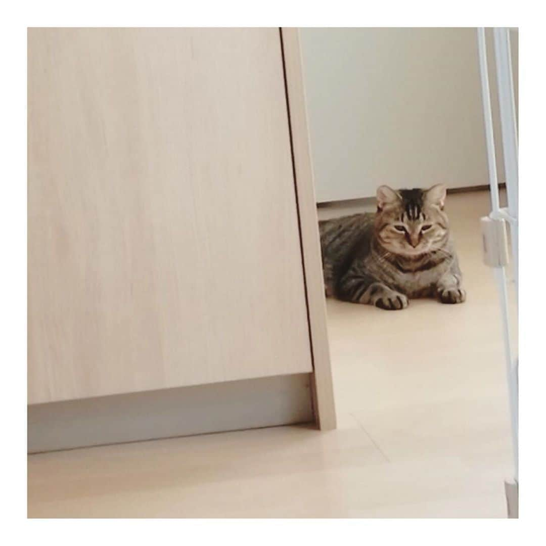 こむぎさんのインスタグラム写真 - (こむぎInstagram)「* 岐阜多頭崩壊現場の猫たちのこと トライアル中だったさいちゃん✨ 本日正式譲渡になりました〜🙏🏻✨✨ まだ完全に慣れるまでは時間がかかるけど、オモチャで遊んだりおやつをあげながら少しずつさいちゃんのペースで距離が縮まっていっています☺️ 優しいご夫婦で色々工夫しながらさいちゃんの様子を見守ってくださっているのでとっても安心しております🤗✨ さいちゃんは現場でもかなりの甘えっ子でしたが、その特徴的なお顔立ち(マニア向け？😂)とおしっこをトイレの外でしちゃうこともあり、ご縁が繋がるのはもっと最後の方かなぁと思っていましたが、こんな良いご縁がやってくるなんて…😭😭 少し遠方の里親さんだったのでトライアル出発前に我が家の個室で様子見もしましたが、それからずっと一度もおしっこの失敗もなく😳✨ やっぱりお掃除してだいぶマシになったとはいえ、あの汚い現場は猫たちにとってストレスなのかな…😢 ・ 里親さんに新しいお名前も付けてもらえました！！ "すりみちゃん"になります〜🎊 可愛いお名前付けて貰えたねぇ☺️ インスタも始めてくださったので、良ければ今後のすりみちゃんもご覧くださいー🙏🏻✨ @surimi_0806  ・ 崩壊現場のレスキューに入ったのが昨年の10月から。 元々インスタを見てくださっている方や知人など、少しずつ里親希望さんに繋いできましたが、4月のこももちゃん、くるみちゃん以降中々ご縁がなく、実は里親募集サイトに少しずつ崩壊現場の猫たちのことを載せておりました☺️ くじらくん、しおくん、すりみちゃん、みんな"ペットのおうち"から投稿を見て私のインスタを覗いてくださり、ご縁が繋がった子たちです。 本当ありがたいなーー😭😭 ・ そちらのサイトに動画も載せられるとのことなので、最近少しでも可愛い動画を見てもらおうとまだ不慣れですが色々作ったりしています☺️ 動画や詳しい猫たちの情報は @comugineko をご覧いただけると嬉しいですー🙏🏻✨ ・ まだまだ預かりさんのところにいる子たちを含めると、里親募集中の子たちはあと21匹！！ 譲渡条件はありますがよろしくお願いします〜🙇🏻🙇🏻🙇🏻 #岐阜多頭崩壊レスキュー #さいちゃん正式譲渡になりました✨ #里親募集 #里親募集中 #岐阜 #愛知 #遠方要相談」8月22日 10時18分 - tomochunba