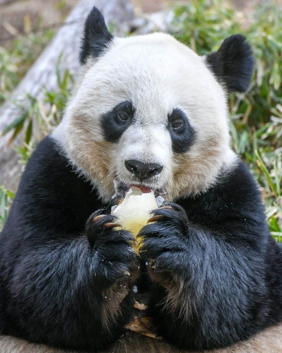 アニマルプラネットさんのインスタグラム写真 - (アニマルプラネットInstagram)「Giant panda Mei Xiang has given birth to surprise cub at @smithsonianzoo in Washington DC. Keepers say the mother and newborn are doing well. Congrats Mei Xiang! 🐼  Read more > discovery.com/surprisepanda  #panda #meixiang #nationalzoo #wildlifeonearth #momsofinstagram #conservation」8月22日 10時24分 - animalplanet