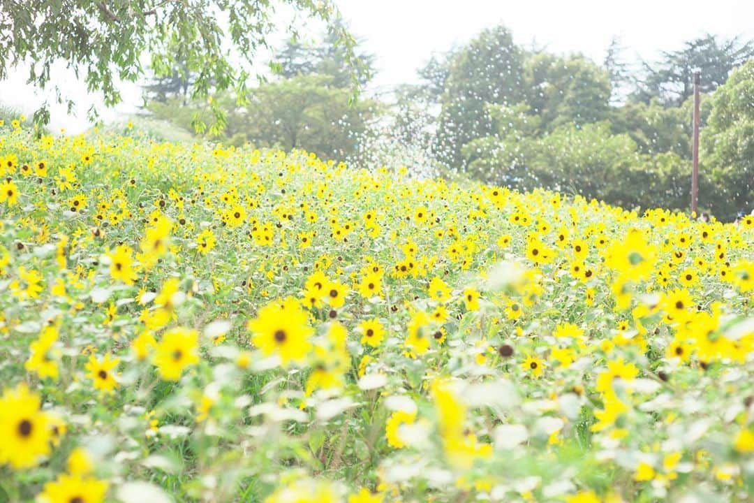 kiccyomuのインスタグラム：「☁️ 2020.08.22 Sat #昭和記念公園 #向日葵 🌻🌻🌻 こちらは背が低いから、 一面黄色🌻 の世界を 📷 #心に花を  今週末も暑くなりそうだけど… 土曜日…今日も元気に🤗  location #東京 📷撮影 2020年08月16日 #オールドレンズ 📷 #Minolta」