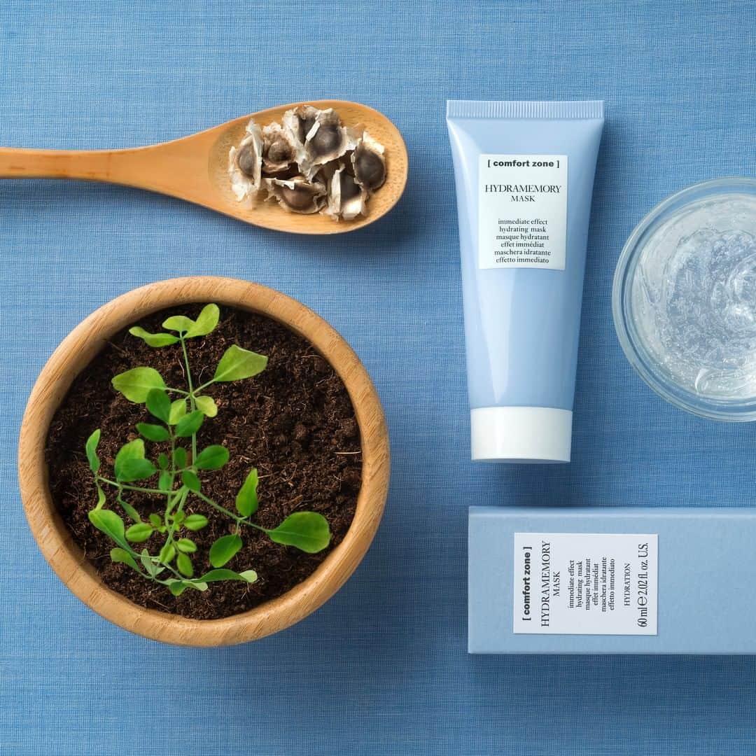 コンフォートゾーンのインスタグラム：「. 【スペシャルケアでお肌に透明感を】  夏の強い日差しで、お肌の水分が不足するこの季節… 毛穴や肌の手触りがさらに気になるのではないでしょうか。  <ハイドラメモリー　マスク>を週に1～2回の　 スペシャルケアとして取り入れ、 潤いたっぷりのお肌を手に入れましょう。  ～使用方法～ ⚪️Step1  洗顔後にタオルドライ、もしくはふき取り用化粧水で 整えた肌に使用します。  ⚪️Step2  マスカット1個分を目安に顔・首全体に均一に 塗り伸ばし、5～10分程度置き、ぬるま湯で洗い流すか もしくは化粧水を含ませたコットンでふき取ります。  ⚪️Step3  化粧水、美容液、クリームの順番でケアします。 ハイドラメモリーのラインを使用するとより保水効果が 期待できます。」