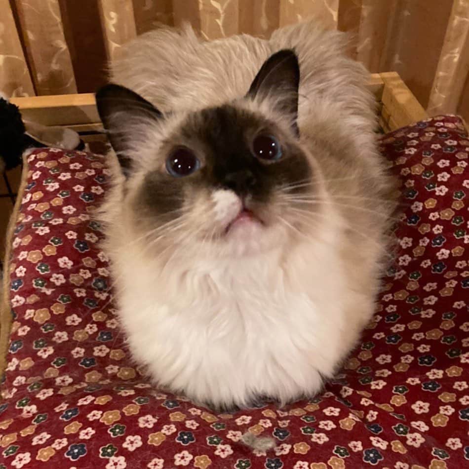 takegaeruのインスタグラム：「昨日は大人しく爪を切らせてくれたそうです きゃわたん😽✨ #cat #猫 #ragdoll #ラグドール #ホワイトポッチーズ」