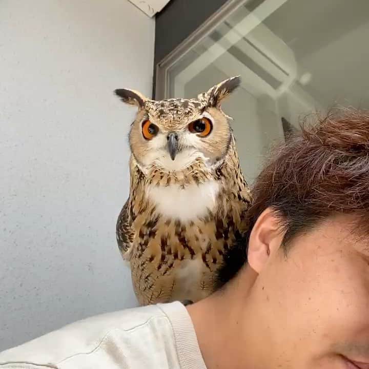 GEN3 Owlのインスタグラム：「フクロウがこんなに甘えるなんて飼う前は想像もしてなかったよ。 I never imagined that an owl is such a sweet animal. #owl #owlgaru」